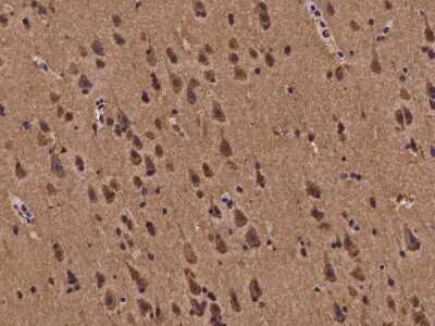 Immunohistochemistry-Paraffin: Bmf Antibody [NBP2-97262]