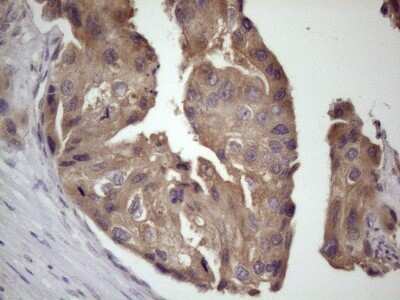 Immunohistochemistry: Bmf Antibody (OTI6F3) - Azide and BSA Free [NBP2-72311]