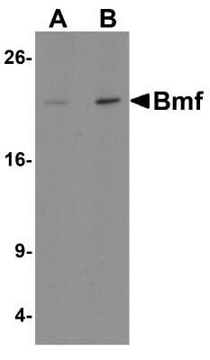 Western Blot: Bmf AntibodyBSA Free [NBP1-76658]