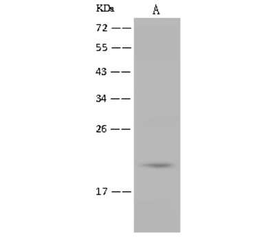 Western Blot: Bmf Antibody [NBP2-99460]