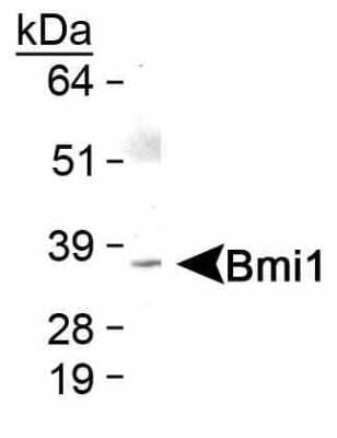 Western Blot: BMI-1 Antibody [NB110-40823]