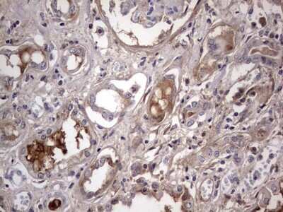 Immunohistochemistry: Boll Antibody (OTI2D11) [NBP2-46582]