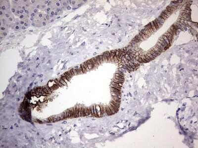 Immunohistochemistry: Boll Antibody (OTI2D11) [NBP2-46582]