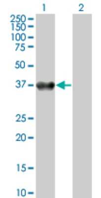 Western Blot: Boll Antibody (2E8) [H00066037-M06]