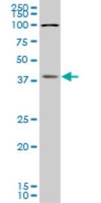 Western Blot: Boll Antibody (5B8) [H00066037-M05]