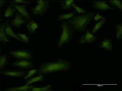 Immunocytochemistry/ Immunofluorescence: Boll Antibody (5H8) [H00066037-M08]