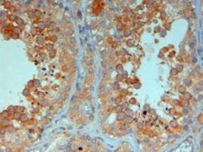 Immunohistochemistry-Paraffin: Boll Antibody [NB300-904]