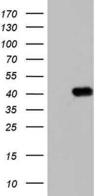 Western Blot: Boll Antibody (OTI2D11)Azide and BSA Free [NBP2-72180]