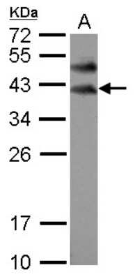 Western Blot: Boll Antibody [NBP2-15604]