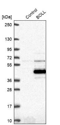 Western Blot: Boll Antibody [NBP2-33538]