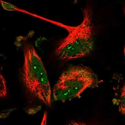 Immunocytochemistry/ Immunofluorescence: Bora Antibody [NBP1-89948]