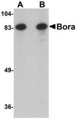 Western Blot: Bora AntibodyBSA Free [NBP1-77013]