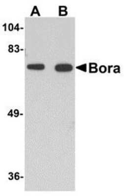 Western Blot: Bora AntibodyBSA Free [NBP1-77346]