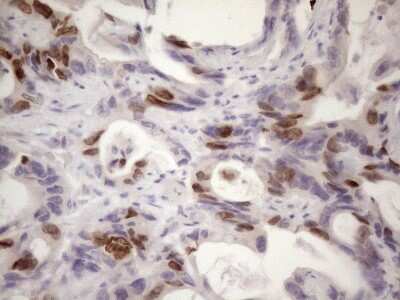 Immunohistochemistry: Borealin Antibody (OTI4G3) [NBP2-46199]