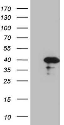 Western Blot: Borealin Antibody (OTI4G3)Azide and BSA Free [NBP2-71988]