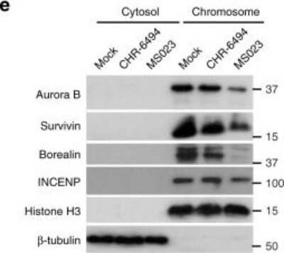 Western Blot: Borealin Antibody [NBP1-89951]