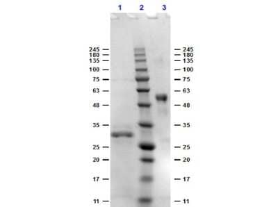 SDS-PAGE: Bovine IgG Fc Isotype Control [NBP1-97044]