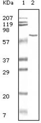 Western Blot: Bovine Serum Albumin Antibody (3G3A2)BSA Free [NB100-2195]