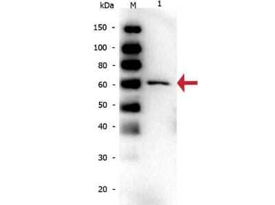 Western Blot: Bovine Serum Albumin Antibody (5F9) [NB600-868]