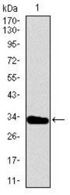 Western Blot: Brachyury Antibody (1H9A2)BSA Free [NBP2-37434]