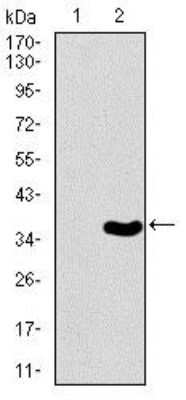 Western Blot: Brachyury Antibody (1H9A2)BSA Free [NBP2-37434]