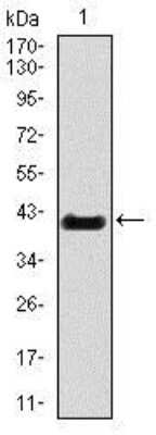Western Blot: Brachyury Antibody (6C12)BSA Free [NBP2-37473]