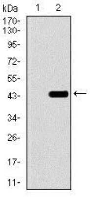 Western Blot: Brachyury Antibody (6C12)BSA Free [NBP2-37473]