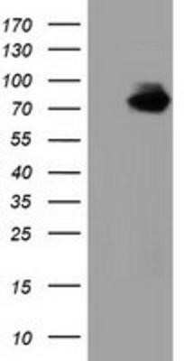 Western Blot: Breast cancer suppressor candidate 1 Antibody (OTI3D6)Azide and BSA Free [NBP2-71158]