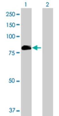 Western Blot: Breast cancer suppressor candidate 1 Antibody [H00004013-B01P]