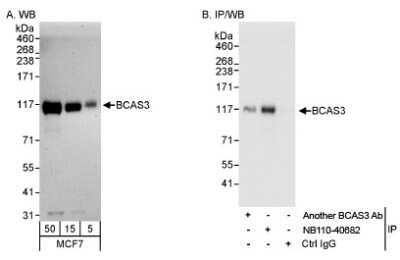 Western Blot: Breast carcinoma amplified sequence 3 Antibody [NB110-40682]