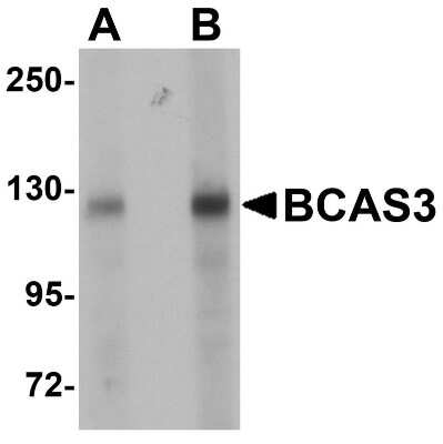 Western Blot: Breast carcinoma amplified sequence 3 AntibodyBSA Free [NBP1-77125]