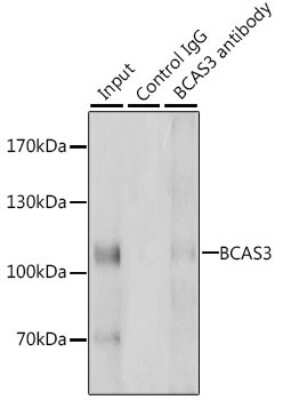 Western Blot: Breast carcinoma amplified sequence 3 AntibodyBSA Free [NBP2-92931]