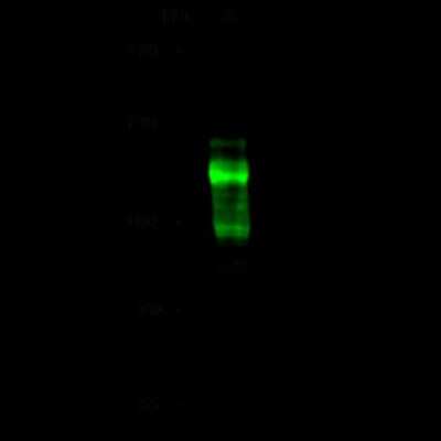 Western Blot: Breast carcinoma amplified sequence 3 Antibody [NBP2-98807]