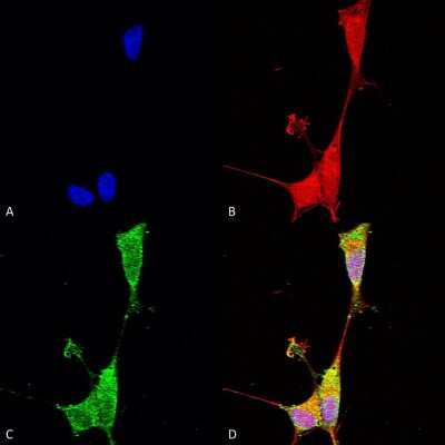 Immunocytochemistry/ Immunofluorescence: Brevican Antibody (S294A-6) [NBP2-22401]