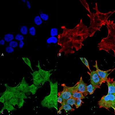 Immunocytochemistry/ Immunofluorescence: Brevican Antibody (S294A-6) [NBP2-22401]