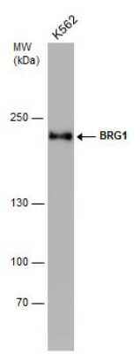 Western Blot: Brg1 Antibody (GT2712) [NBP3-13537]