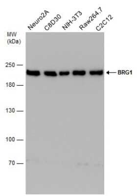 Western Blot: Brg1 Antibody (GT2712) [NBP3-13537]