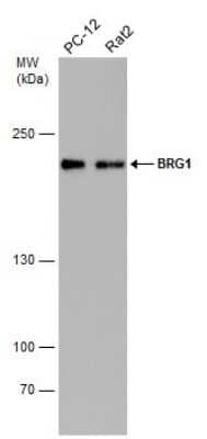 Western Blot: Brg1 Antibody (GT2712) [NBP3-13537]