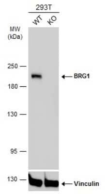 Western Blot: Brg1 Antibody (GT2712) [NBP3-13537]