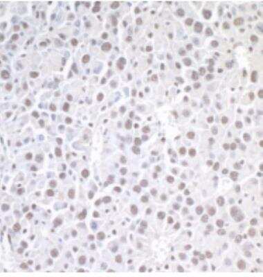 Immunohistochemistry-Paraffin: Brg1 Antibody [NB100-2594]