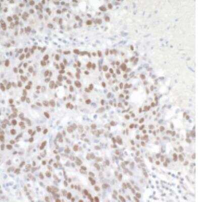 Immunohistochemistry-Paraffin: Brg1 Antibody [NB100-2594]