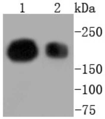 Western Blot: Brg1 Antibody (SN20-03) [NBP2-74964]