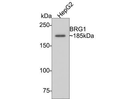 Western Blot: Brg1 Antibody (SN20-03) [NBP2-67720]