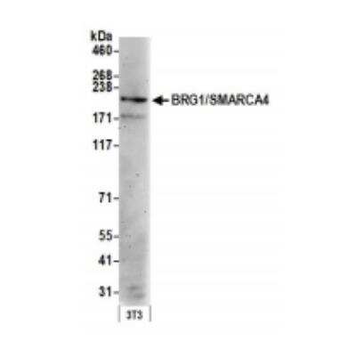 Western Blot: Brg1 Antibody [NB100-2594]