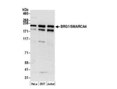 Western Blot: Brg1 Antibody [NB100-2594]