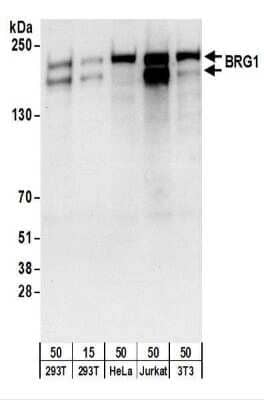 Western Blot: Brg1 Antibody [NBP2-22234]