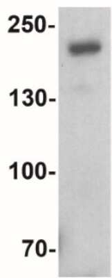 Western Blot: Brg1 AntibodyBSA Free [NBP2-41270]