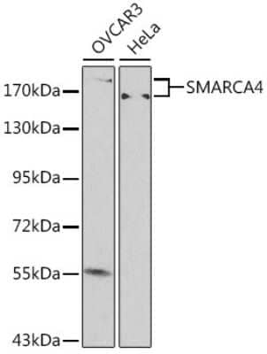 Western Blot: Brg1 AntibodyBSA Free [NBP2-92957]