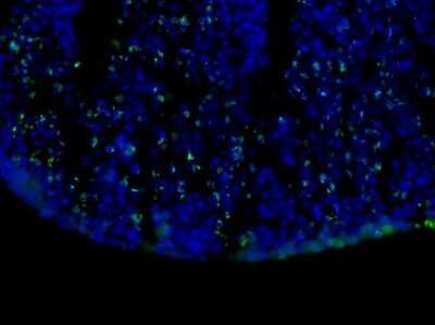 Immunocytochemistry/ Immunofluorescence: Bromodeoxyuridine/BrdU Antibody (29G6.E8) [NBP2-44055]