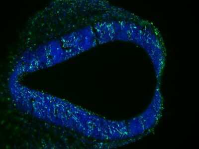 Immunocytochemistry/ Immunofluorescence: Bromodeoxyuridine/BrdU Antibody (29G6.E8) [NBP2-44055]